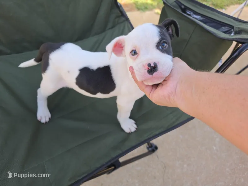Bubs – American Pit Bull Terrier puppy for sale in Lyman, SC