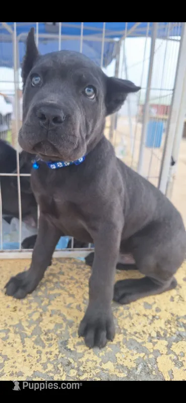 Male 1 – Cane Corso puppy for sale in Lyman, SC