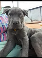 Brindle boy, a male Cane Corso for sale in Lyman, SC – 4 of 5