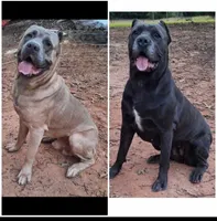 Brindle boy, a male Cane Corso for sale in Lyman, SC – 5 of 5