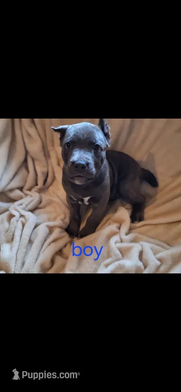 Male 2 – Cane Corso puppy for sale in Lyman, SC
