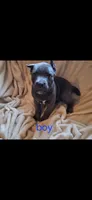 Male 2, a male Cane Corso for sale in Lyman, SC – 1 of 1