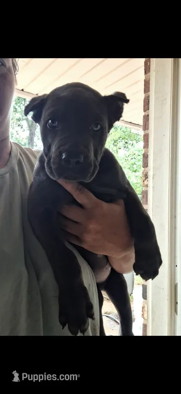 Male 1 – Cane Corso puppy for sale in Lyman, SC