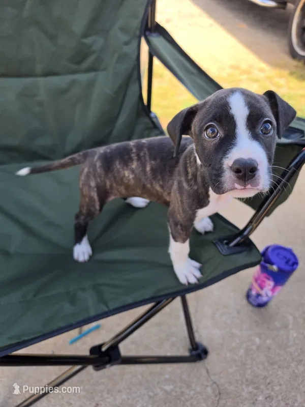 Female 1 – American Pit Bull Terrier puppy for sale in Lyman, SC