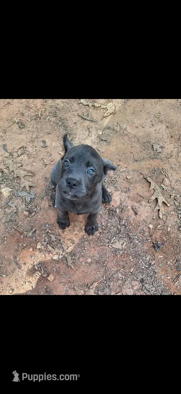 Female 1 – Cane Corso puppy for sale in Lyman, SC