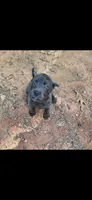 Female 1, a female Cane Corso for sale in Lyman, SC – 1 of 1