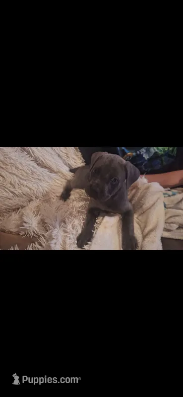 Male 1 – Cane Corso puppy for sale in Lyman, SC