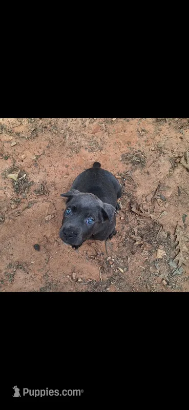 Female 2 – Cane Corso puppy for sale in Lyman, SC