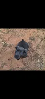 Female 2, a female Cane Corso for sale in Lyman, SC – 1 of 1