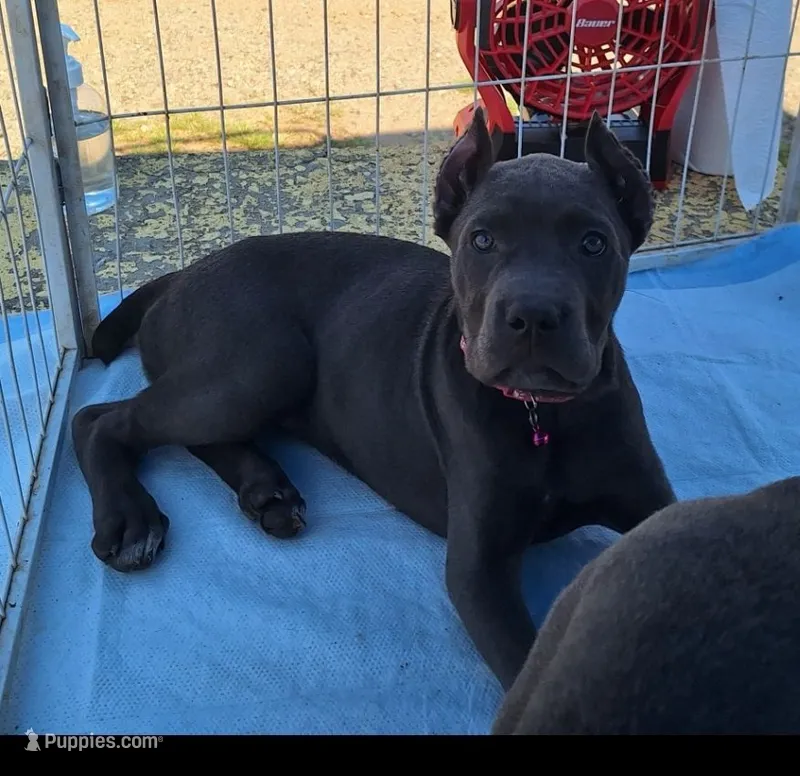 Female 2 – Cane Corso puppy for sale in Lyman, SC