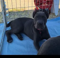 Female 2, a female Cane Corso for sale in Lyman, SC – 4 of 4