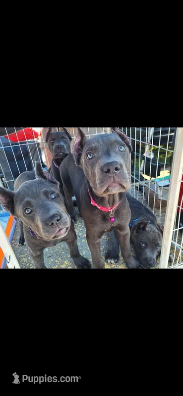 Female 1 – Cane Corso puppy for sale in Lyman, SC