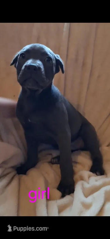 Female 1 – Cane Corso puppy for sale in Lyman, SC