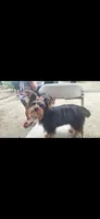 Luna, a female Yorkshire Terrier for sale in Lyman, SC – 2 of 2