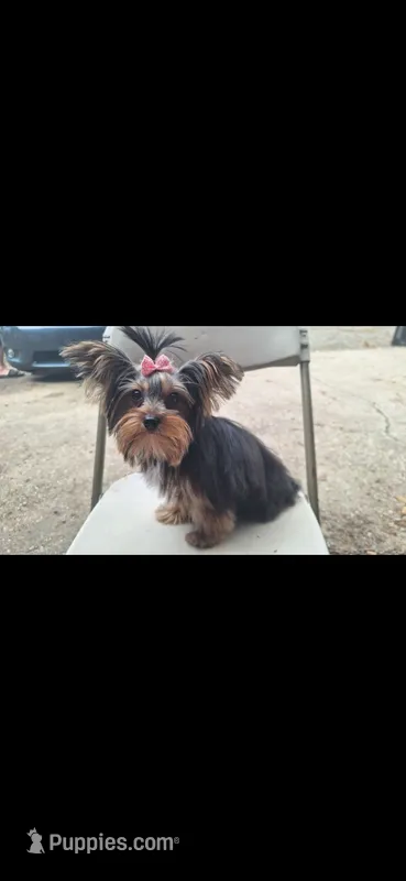 Luna – Yorkshire Terrier puppy for sale in Lyman, SC