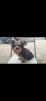 Luna, a female Yorkshire Terrier for sale in Lyman, SC – 1 of 2
