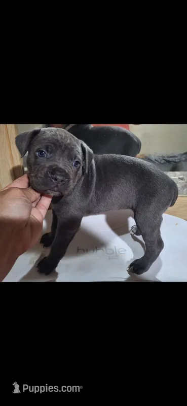 Female 1 – Cane Corso puppy for sale in Lyman, SC