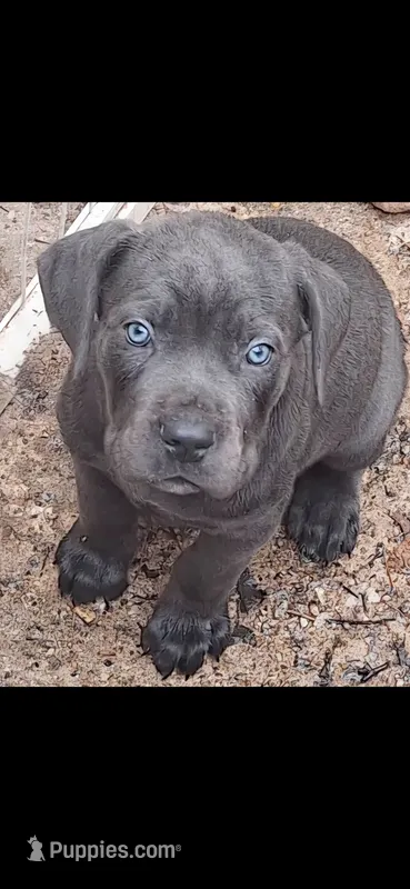 Female 1 – Cane Corso puppy for sale in Lyman, SC