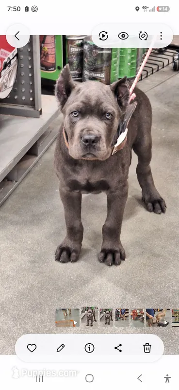 Male 1 – Cane Corso puppy for sale in Lyman, SC