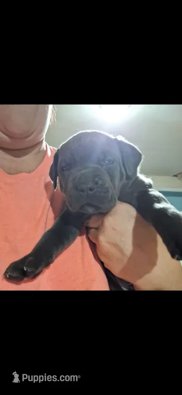 Male 1 – Cane Corso puppy for sale in Lyman, SC