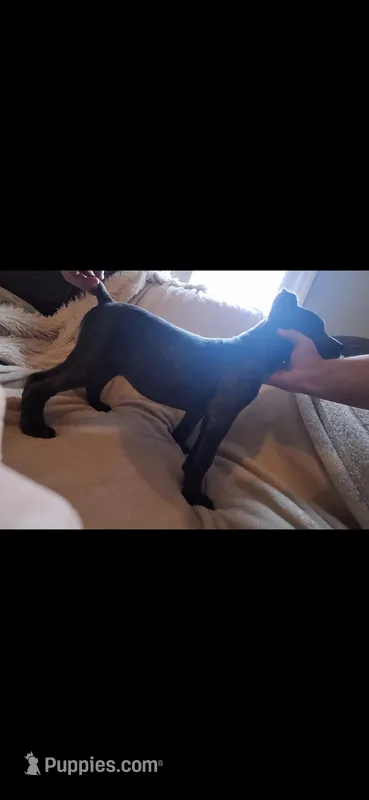 Female 2 – Cane Corso puppy for sale in Lyman, SC