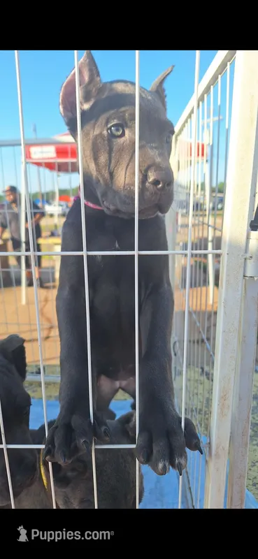 Female 1 – Cane Corso puppy for sale in Lyman, SC