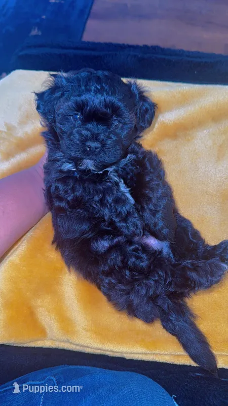 Teddy 🐶 – Shihpoo puppy for sale in Sumter, SC