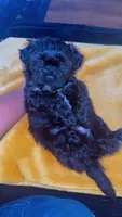 Teddy 🐶, a male Shihpoo for sale in Sumter, SC – 1 of 8
