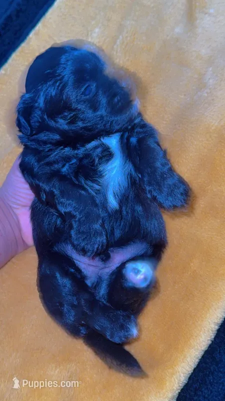 Teddy 🐶 – Shihpoo puppy for sale in Sumter, SC