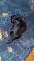 Teddy 🐶, a male Shihpoo for sale in Sumter, SC – 7 of 8