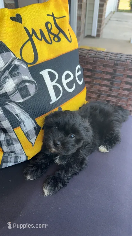 Bailey  – Shihpoo puppy for sale in Sumter, SC