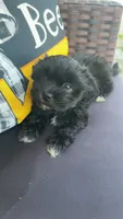 Bailey , a female Shihpoo for sale in Sumter, SC – 3 of 5