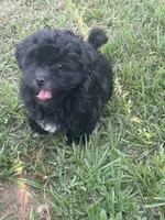 Daisy , a female Shihpoo for sale in Sumter, SC – 1 of 4