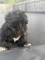 Daisy , a female Shihpoo for sale in Sumter, SC – 2 of 4
