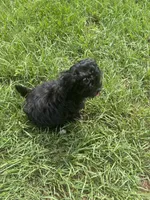 Daisy , a female Shihpoo and Shih Tzu for sale in Sumter, SC – 3 of 5