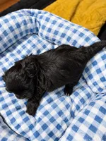 Onyx , a male Shihpoo for sale in Sumter, SC – 4 of 5