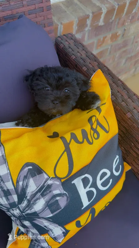 Daisy  – Shihpoo, Shih Tzu puppy for sale in Sumter, SC
