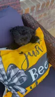 Daisy , a female Shihpoo and Shih Tzu for sale in Sumter, SC – 1 of 5