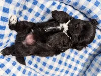 Onyx , a male Shihpoo for sale in Sumter, SC – 3 of 5