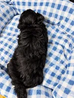 Shadow , a male Shihpoo for sale in Sumter, SC – 2 of 4