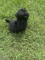 Daisy , a female Shihpoo and Shih Tzu for sale in Sumter, SC – 4 of 5