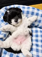 Oreo , a female Shihpoo for sale in Sumter, SC – 1 of 5