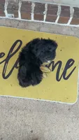 Bailey , a female Shihpoo for sale in Sumter, SC – 4 of 5