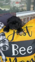 Bailey , a female Shihpoo for sale in Sumter, SC – 2 of 5