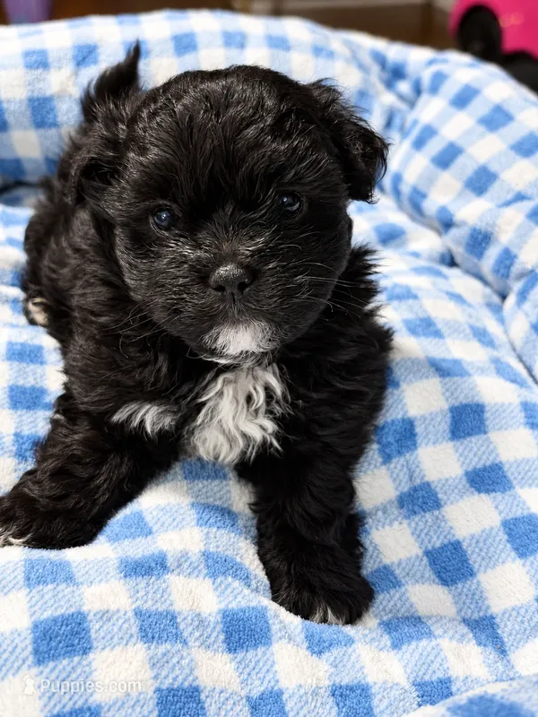Shadow  – Shihpoo puppy for sale in Sumter, SC