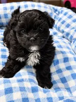 Shadow , a male Shihpoo for sale in Sumter, SC – 1 of 4