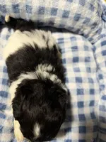 Oreo , a female Shihpoo for sale in Sumter, SC – 4 of 5