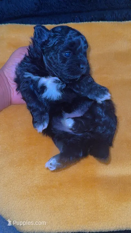 Daisy 🌼  – Shihpoo puppy for sale in Sumter, SC