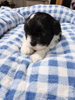 Oreo , a female Shihpoo for sale in Sumter, SC – 2 of 5