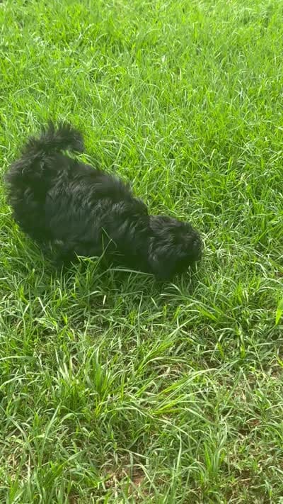 Daisy , a female Shihpoo and Shih Tzu for sale in Sumter, SC – 5 of 5